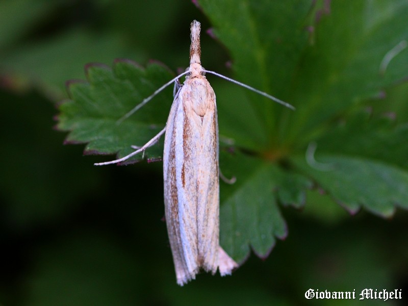 ..tutte Agriphila tristella?